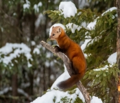PIneMartin001